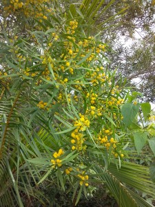 Koa Sickle-Shaped Leaves with Yellow Blossoms