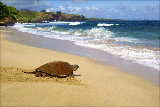 Swim with Turtles