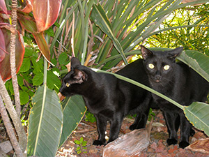 Family cats at Poipu Kai House
